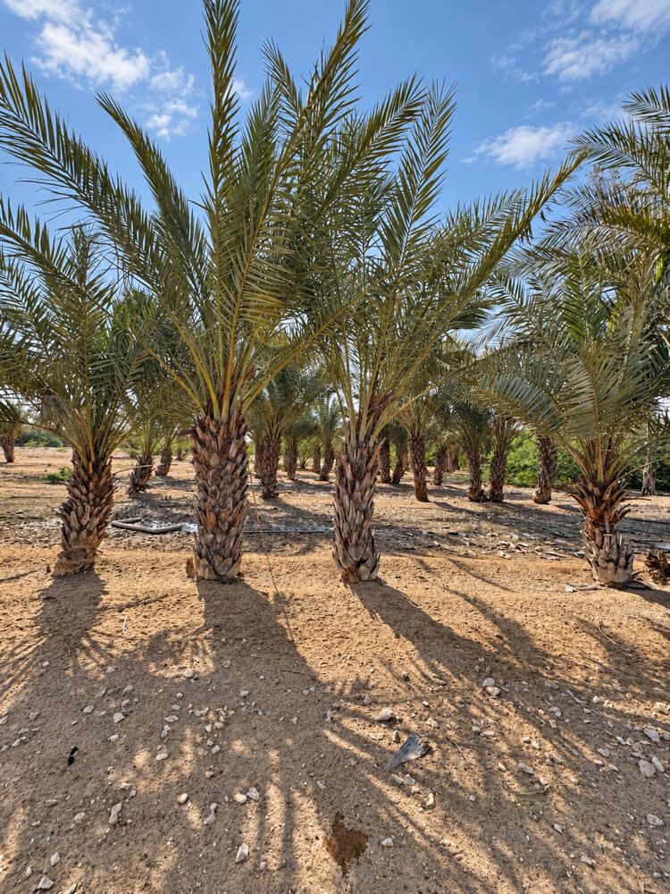 Farm For Rent Alshammari Road    - 2