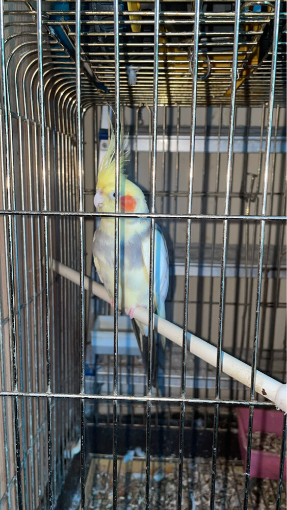 Cockatiel Parrot - 1