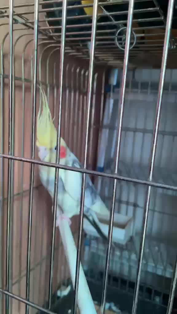 Cockatiel Parrot - 2