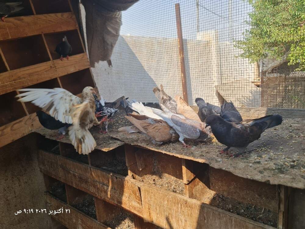 حمام مكس للبيع جملة - 1