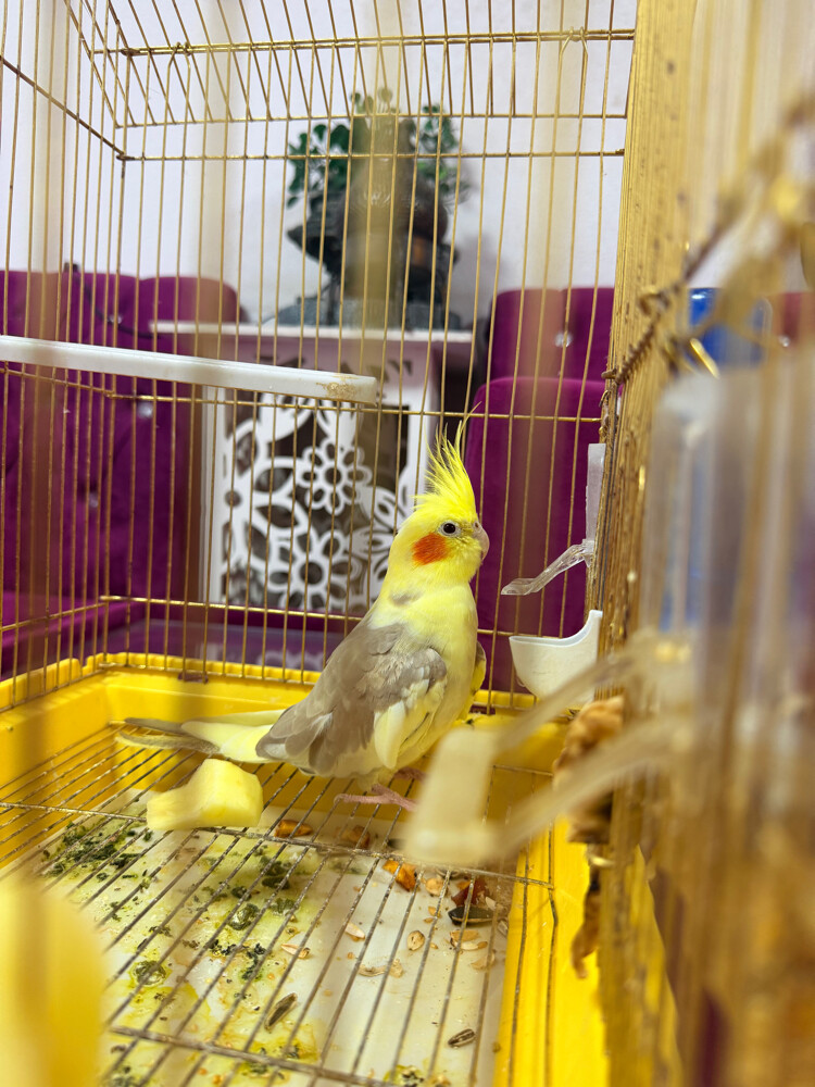 parot  ( cockatiel ) for sell - 4