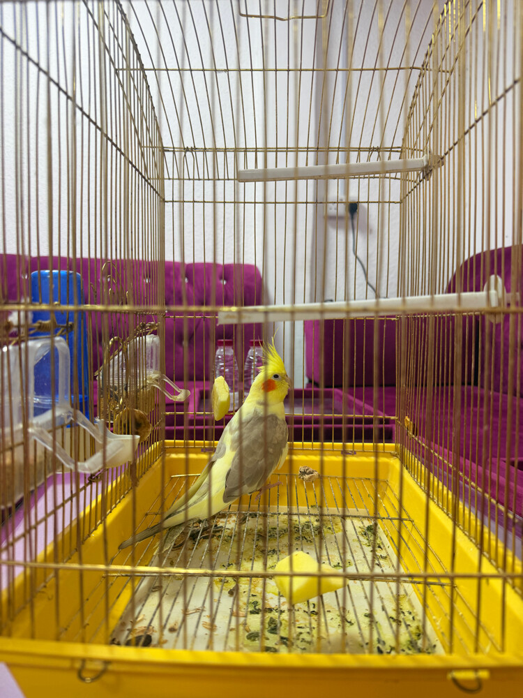 parot  ( cockatiel ) for sell - 2