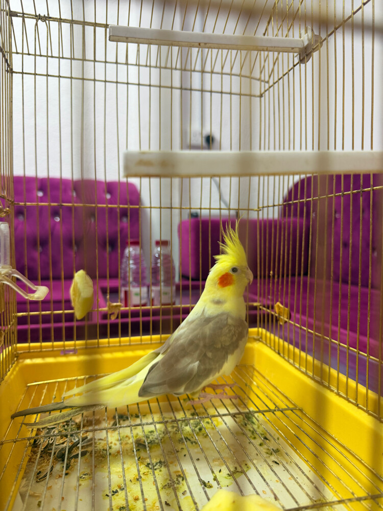 parot  ( cockatiel ) for sell - 3