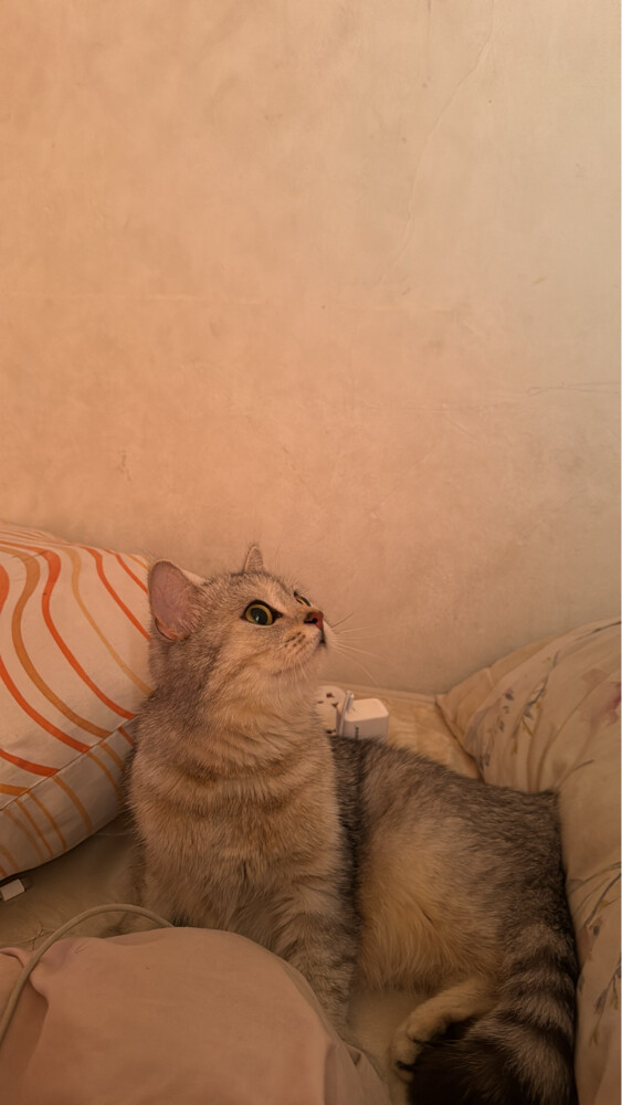 قطه للتبني - 3