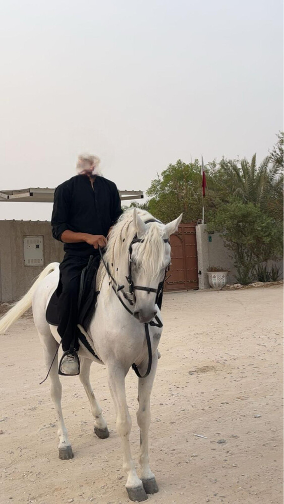 حصان ركوب   - 2