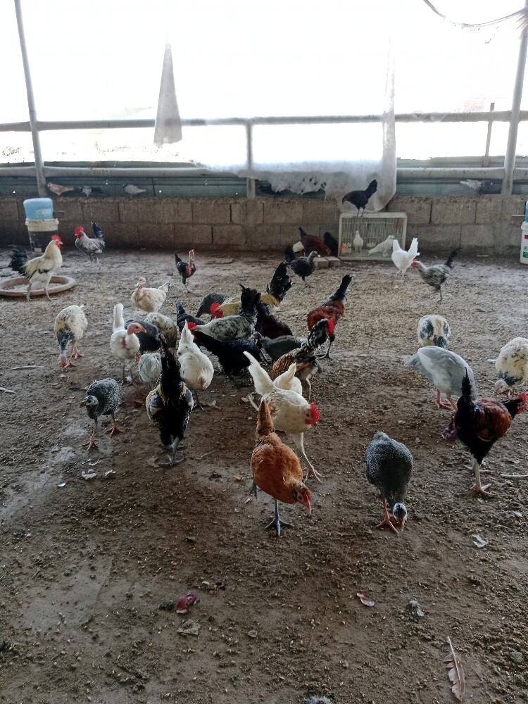 دجاج وديك - 5