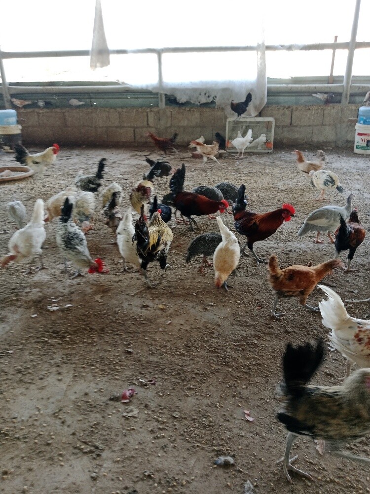 دجاج وديك - 1