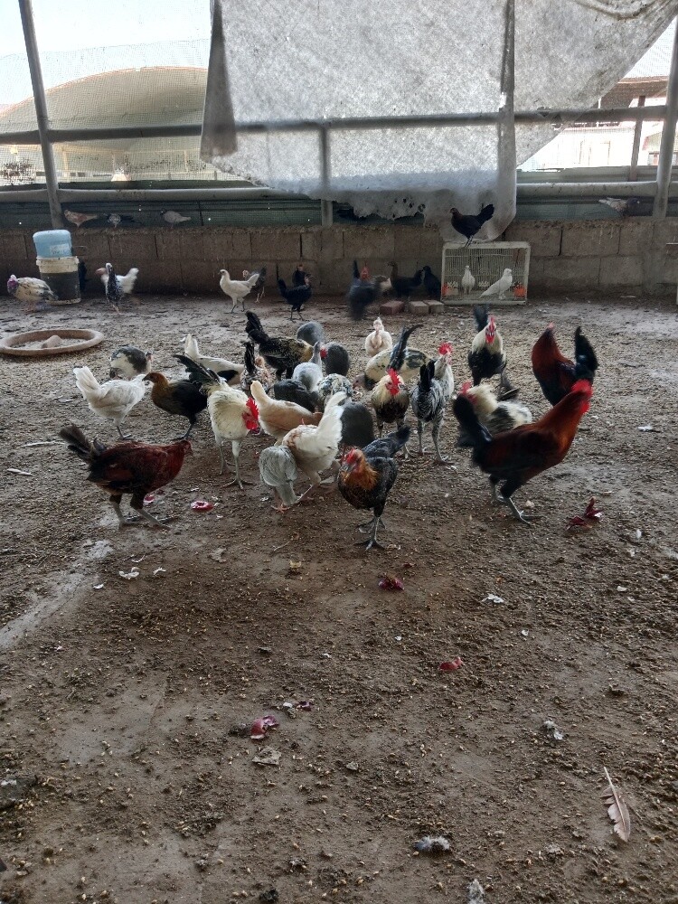 دجاج وديك - 2