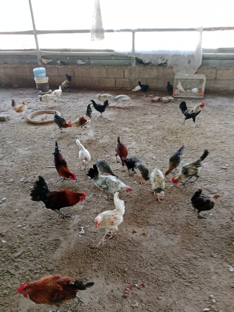 دجاج وديك - 3