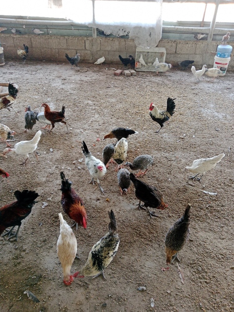 دجاج وديك - 4