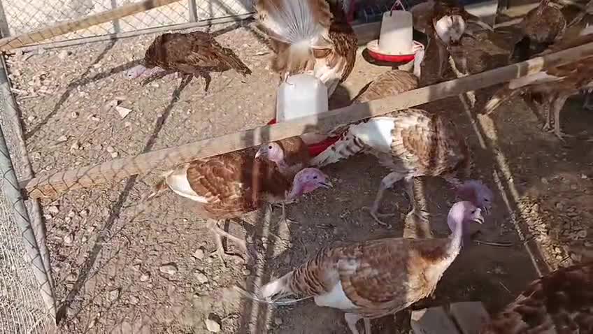 للبيع رومي الاحمر  - 1