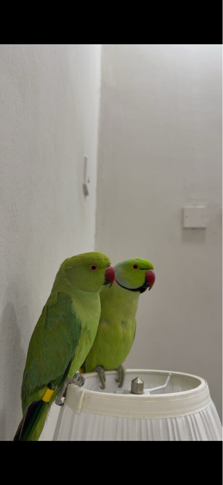 للبيع - 2