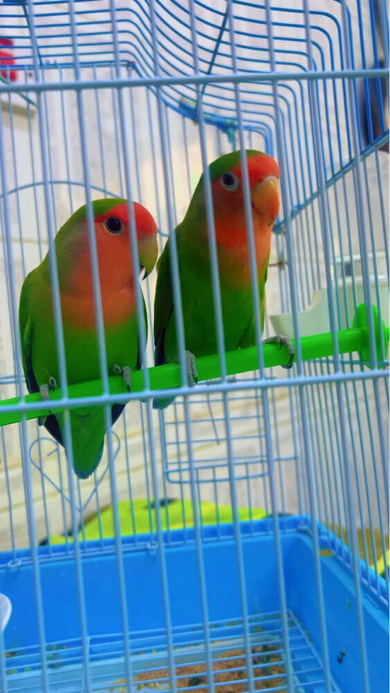 nice birds pair - 1