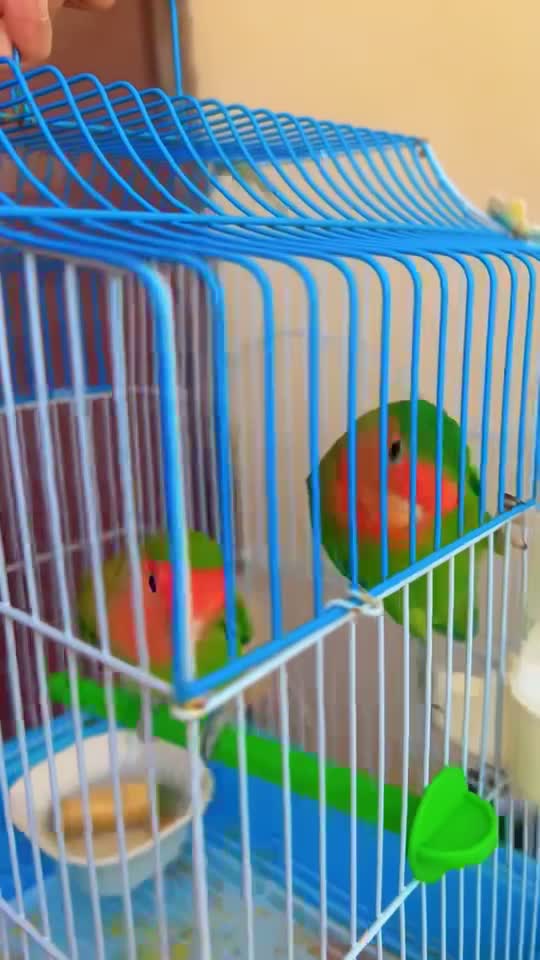 nice birds pair - 3