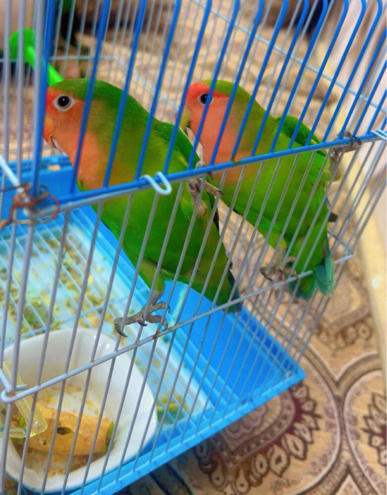 nice birds pair - 2
