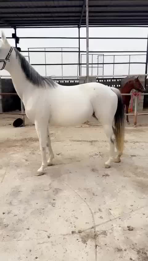 بنت بروق - 1