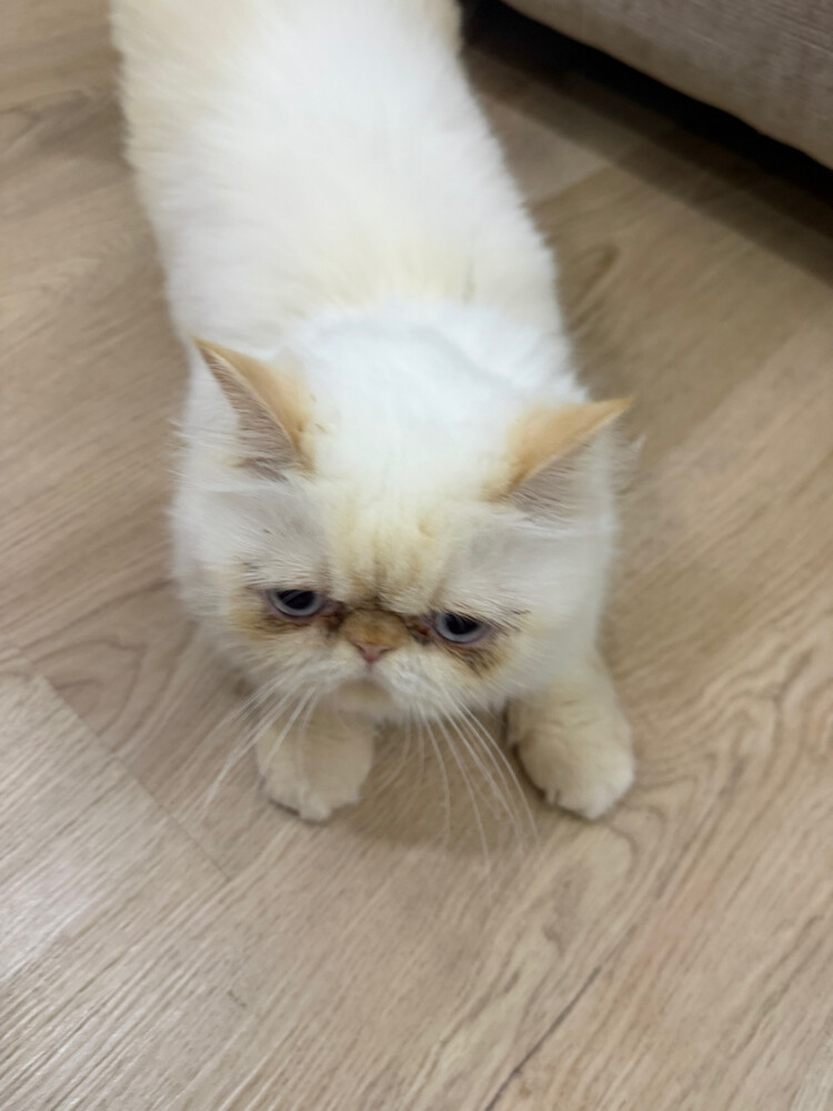 Looking  - 2