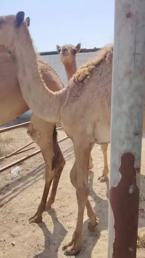 قعدان مفاريد طيبات ماشاءالله - 1