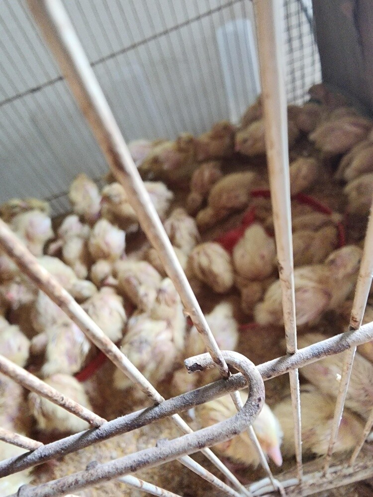 small texsas quails - 3