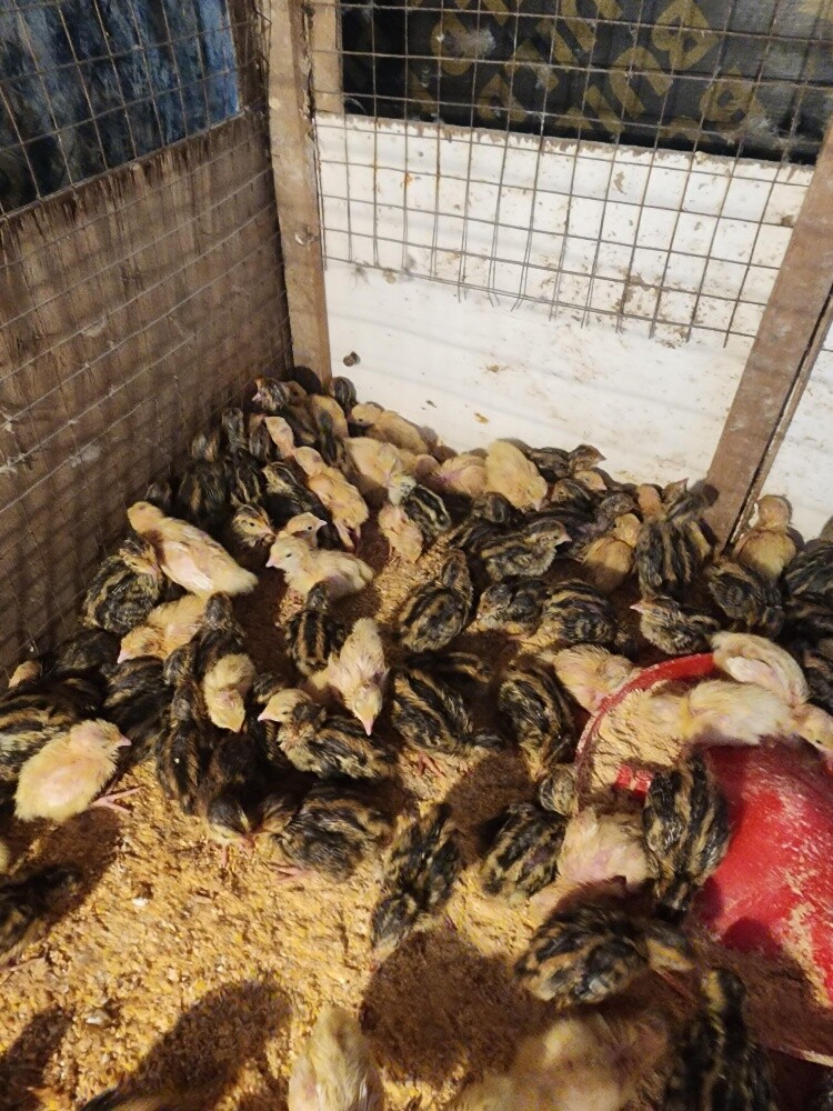 small texsas quails - 4