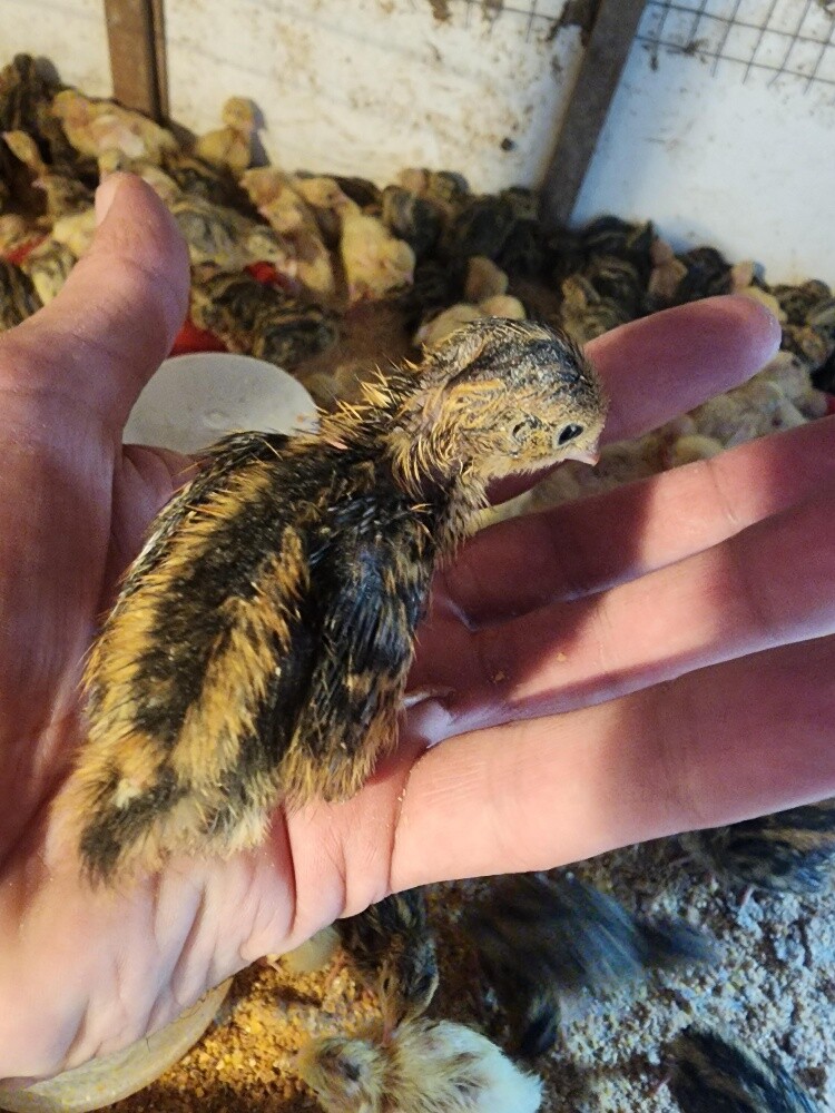 small texsas quails - 2