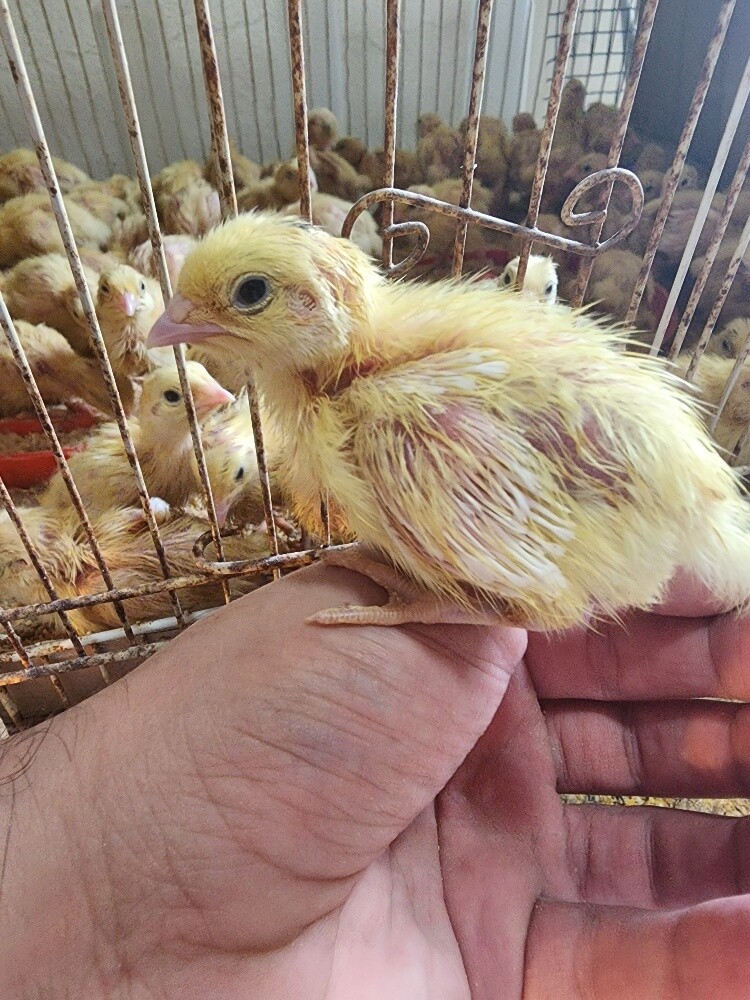 small texsas quails - 1