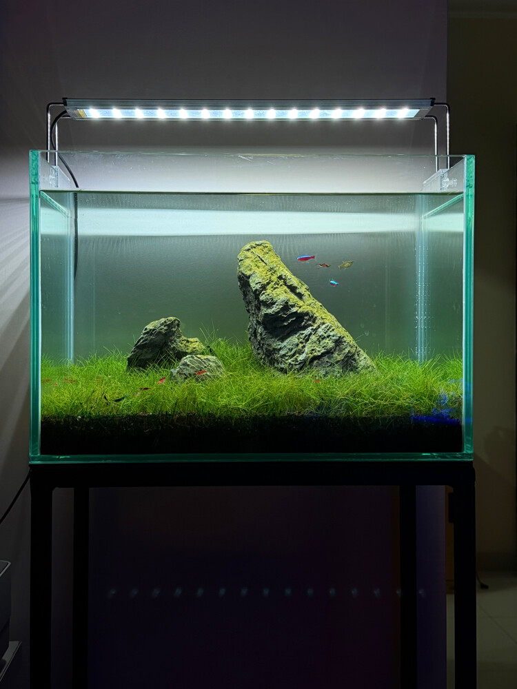 Planted Aquarium Tank - 5