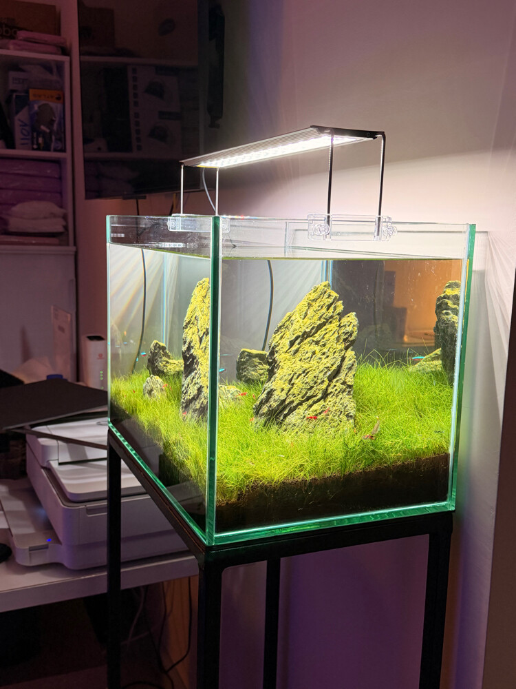 Planted Aquarium Tank - 3