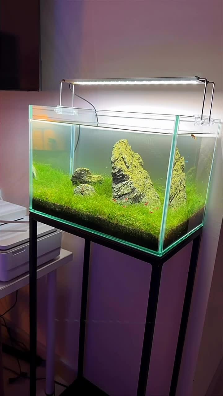 Planted Aquarium Tank - 6