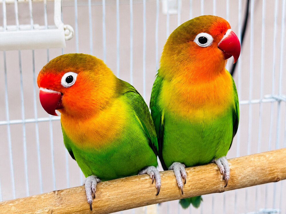 Southwestern African Lovebirds - 2