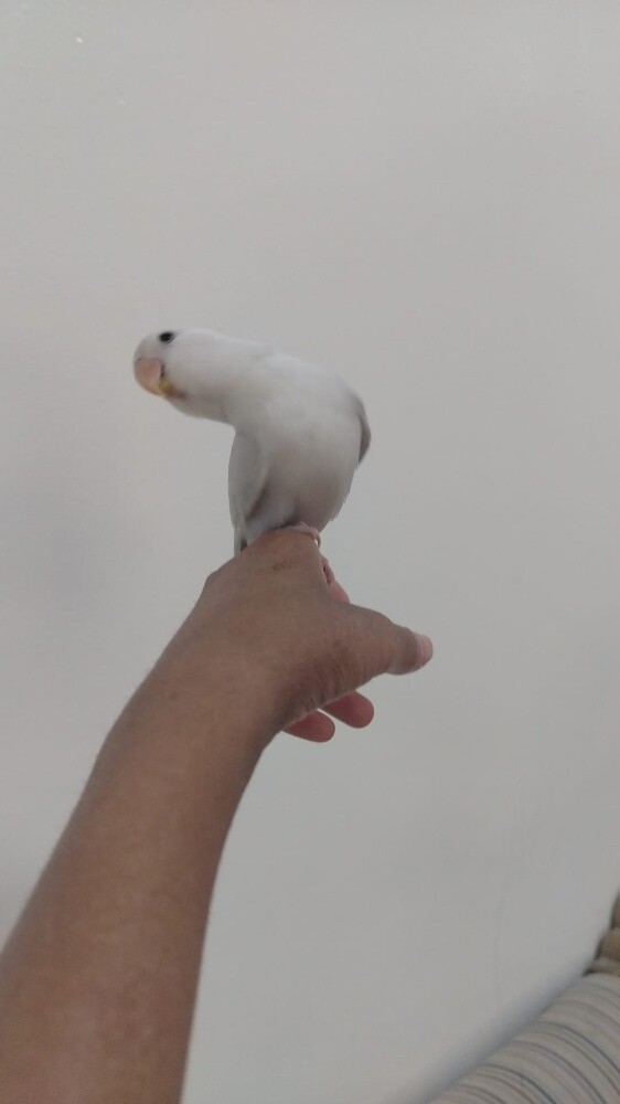 jassim - 1