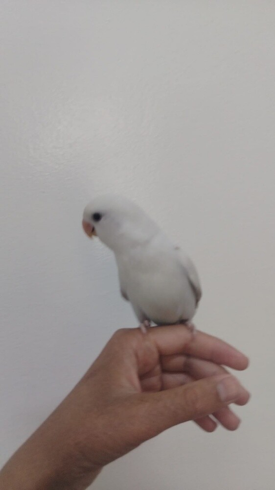 jassim - 2