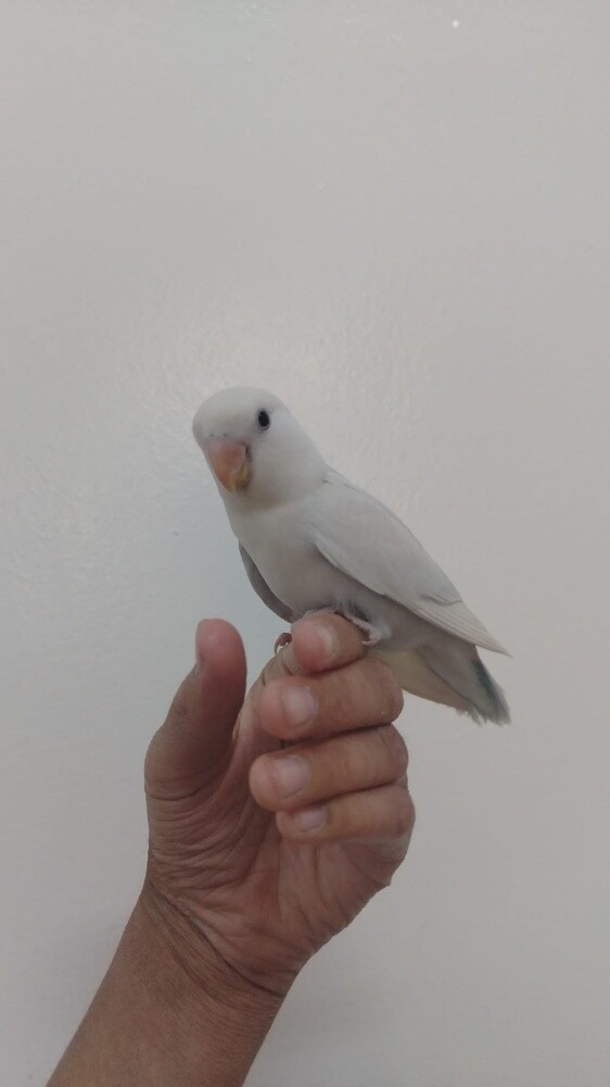 jassim - 3