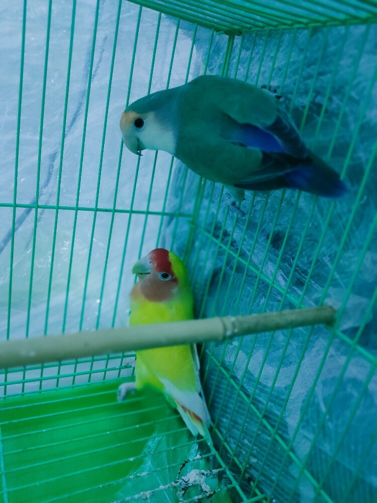 Love Birds for sale - 1