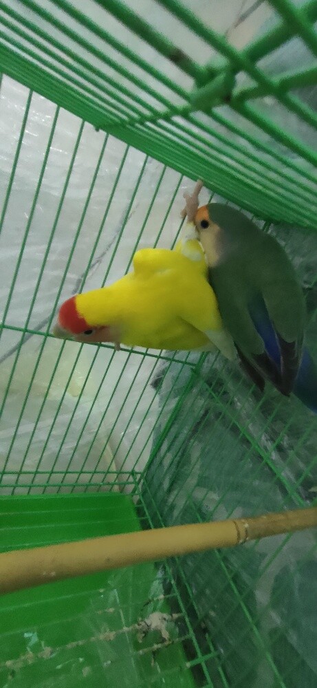 Love Birds for sale - 2