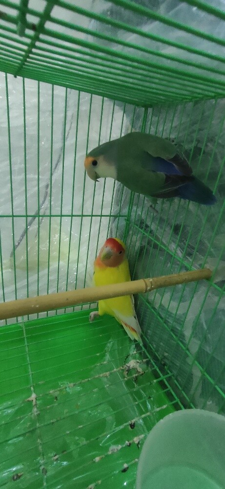 Love Birds for sale - 3