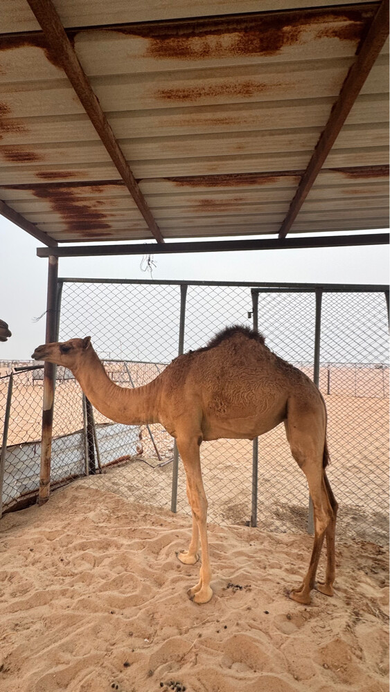 للبيع - 1
