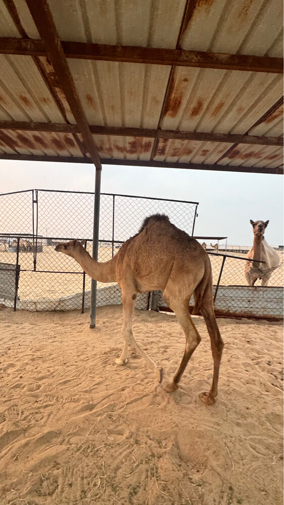للبيع - 2