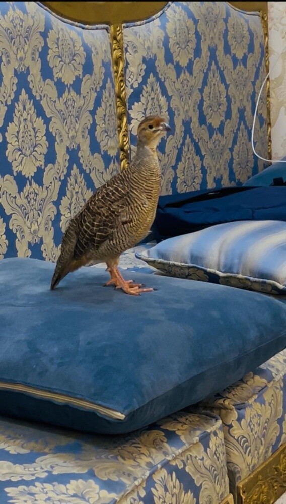 طائر الحجل - 3