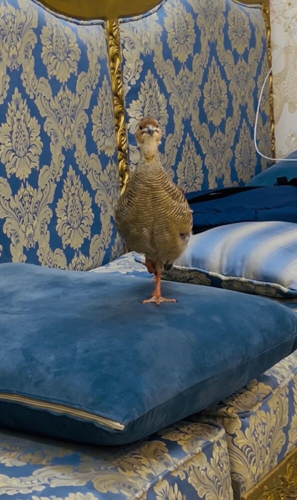 طائر الحجل - 4
