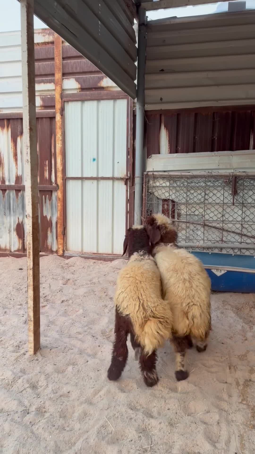 رخال فل  - 1