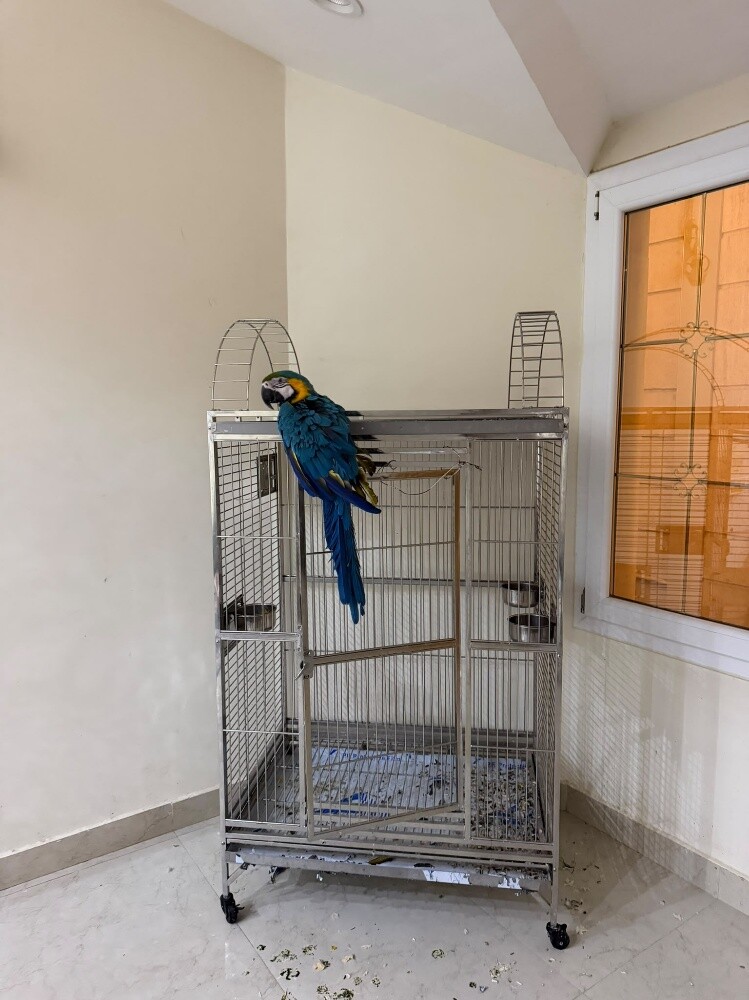 Macaws - 1