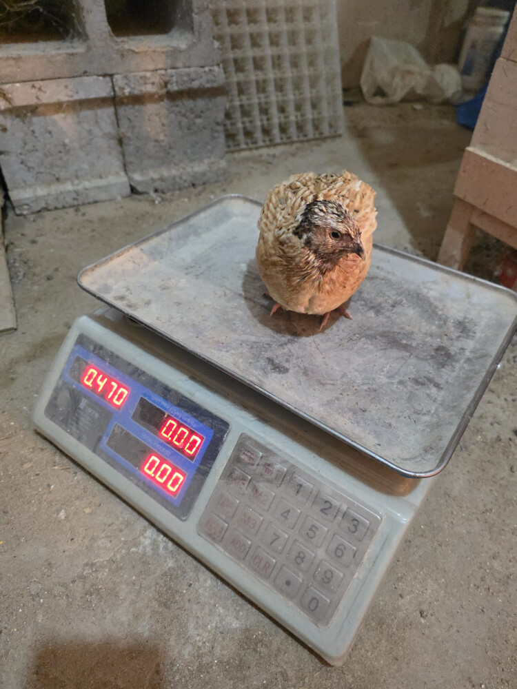فري ايطالي سوبر جامبو الجوز ب 60  - 3