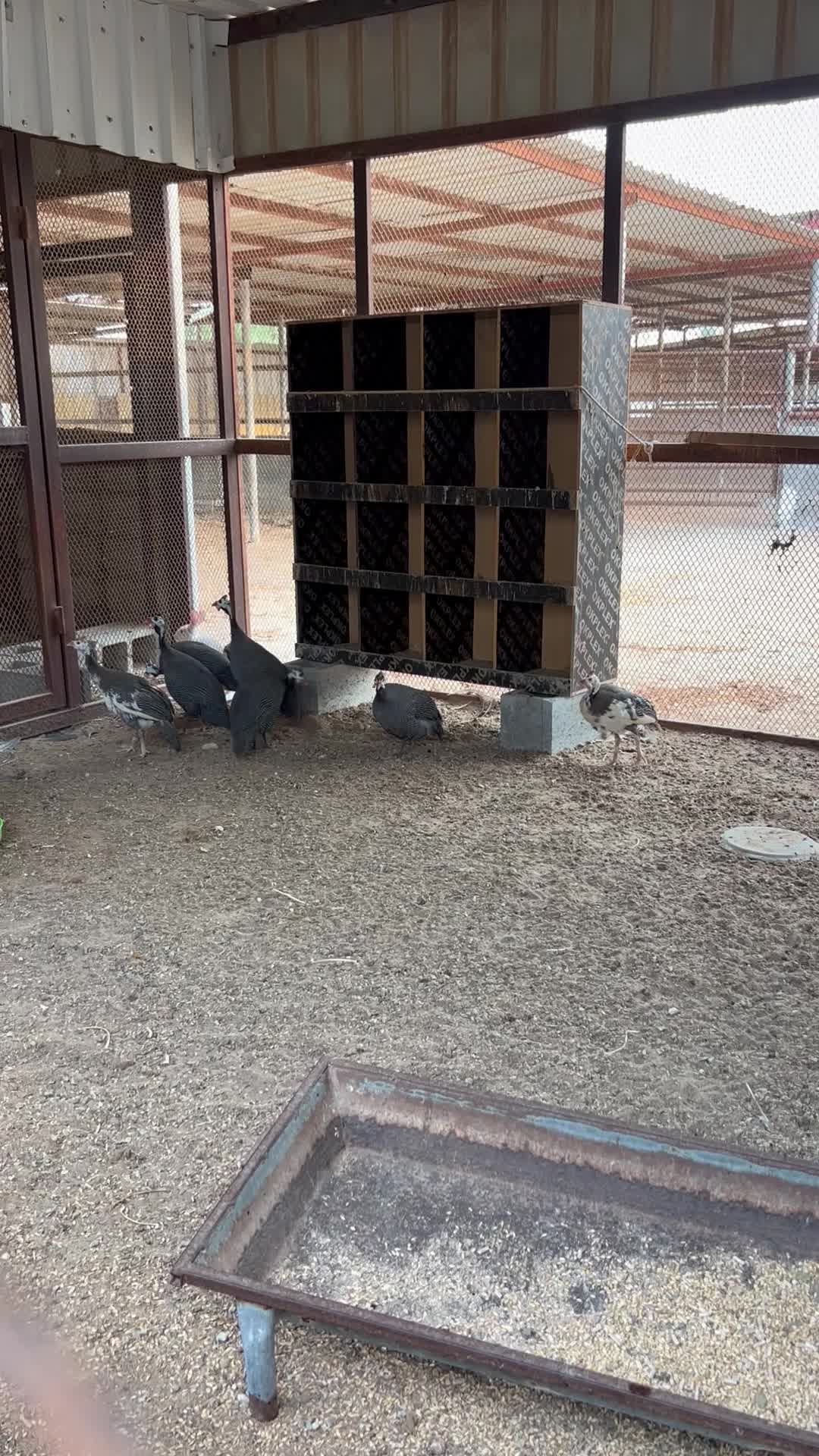 دجاج رقط 35 - 1