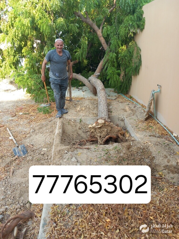 نقوم بتقطيع الاشجار والنخيل - 1