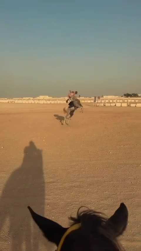 حصان عربي شوف الوصف!! - 1