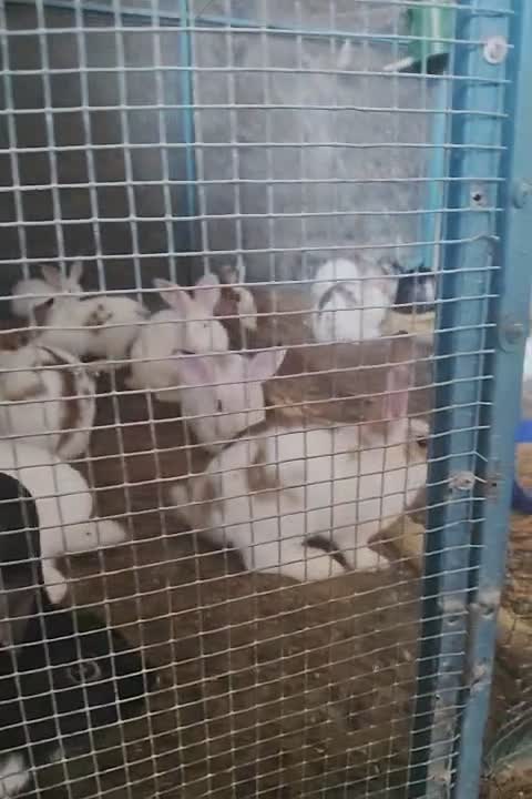 للبيع ارنب فروخ - 3