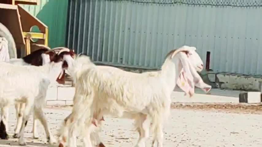 معزه اباكير طيبه ما شاء الله - 2