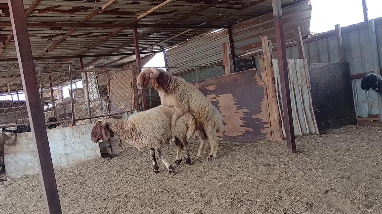 البيع فحل سوري حار في القريع - 1