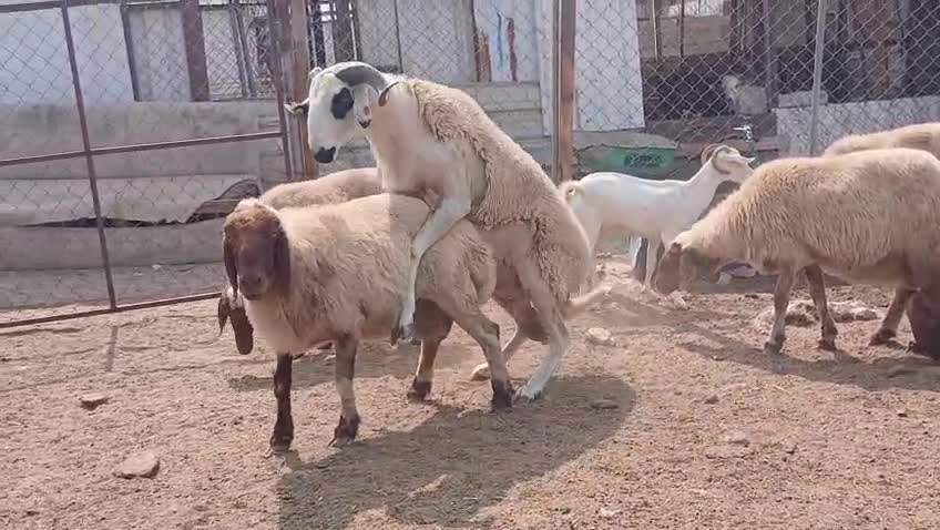 للبيع فحل جزايري ينسف شرط - 1
